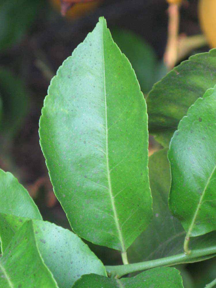              Unifoliolate leaf (Riverside, CA)       